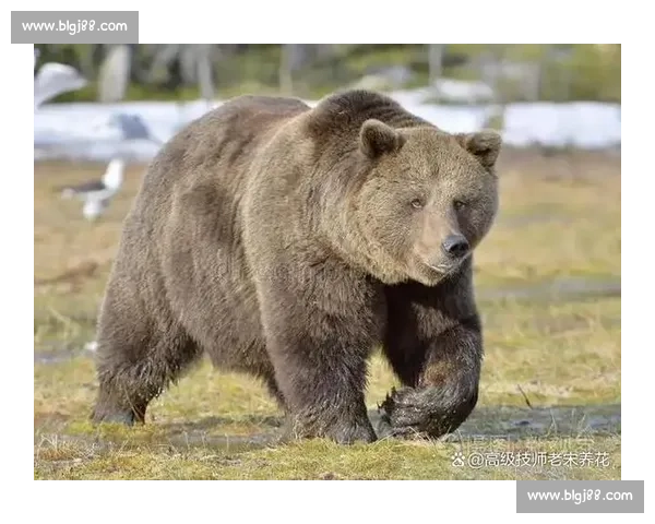 荒野王者之争狼群智慧对决巨熊力量终极生存博弈真相揭秘自然法则