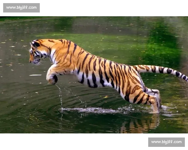 美洲虎与美洲狮正面对决力量速度与生存策略终极较量野外王者之争