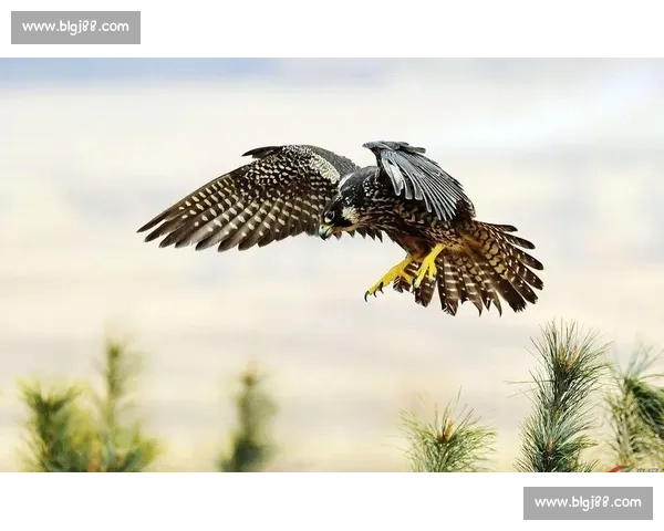 苍鹰vs草原猛兽巅峰对决野性力量全面爆发史诗之战震撼全场